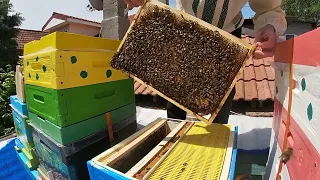 ✔️🐝 08.05.2024. Делаю отводок. Осмотр гнезда пчелосемей карника