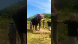 Walking among elephants in an elephant sanctuary🐘🌴#asia #elephant #foryou #fypシ #viral #thailand