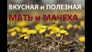 110. Весеннее поедание МАТЬ и МАЧЕХИ, очень полезно и ВКУСНО!