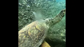 Pulau Tulai - Malesia