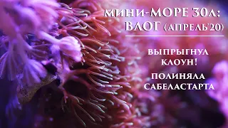 Море 30л: Апрельские новости. Кормление рыб и кораллов. Выпрыгнул клоун (наказан :)