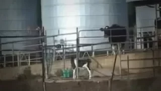 Last Moment of Grace - Baby Cow Searches for Mom