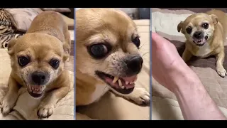 Парень и злая чихуахуа ) Angry Chihuahuas