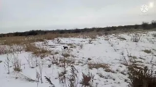 Эстонский гончий. Работа в 6 месяцев.