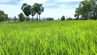 Rice field footage 3 - |Cambodia Wonder|