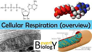 Cellular Respiration (Overview) - updated