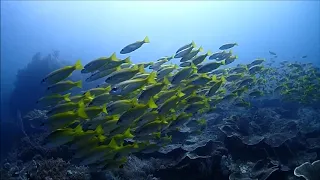 scuba dive raja ampat Misool : Dive Site - Boo Window