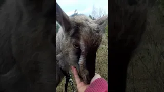 Что надо знать чтобы завести козу...