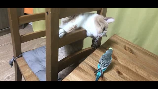 Смешные разборки кота и попугая
