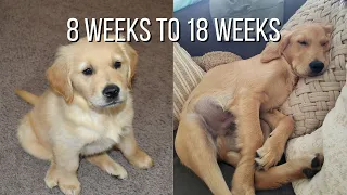 Life With A Golden Retriever | Puppy From 8 Weeks To 18 Weeks