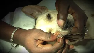 Puppy "Jack Daniels" with maggots and his African owner