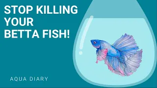 Keeping Your Betta Fish Happy And Healthy: Key Tips For Success