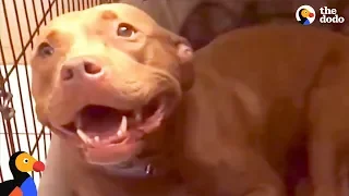 Pit Bull Dog Falls Asleep to Dad Singing Dog Lullaby | The Dodo