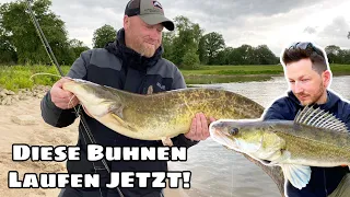 Angeln an der Elbe! Waller, Zander und große Hechte.