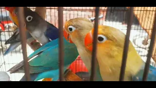 LoveBirds Breeding Tips | LoveBirds Pets Business | LoveBird Nest Box Cage | Love Birds Diet Feed.