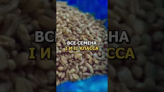 Реализуем семена пшеницы и ячменя, ВКО, Казахстан!