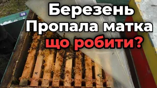 Пропала матка в марте после затяжной зимовки, что делать? | Queen bee disappeared in the spring