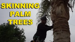 How to Skin a Palm Tree the Correct Way