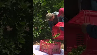 Climate change and disease put lime harvests at risk. #Agriculture #Sustainability #Fruit