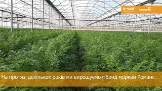 Вирощування моркви в італійських теплицях.