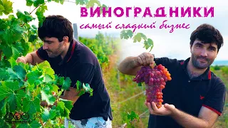 Все о винограднике и о продаже винограда.