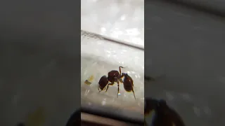 Gros plan Odontoponera Transversa et Pogonomyrmex Barbatus !