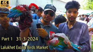 Lalukhet Exotic Hen and Rooster Birds Market 31-3-24 Karachi Part 1 | سوق الببغاوات الدجاجة والديك