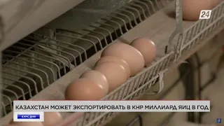 Казахстан может экспортировать в КНР миллиард яиц в год | Курс дня