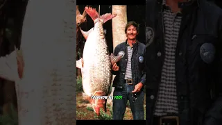 The Goliath African Tigerfish