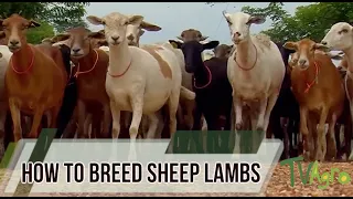 How to Breed Sheep Lambs  - Reproduction - TvAgro By Juan Gonzalo Angel