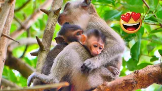 OMG , best Mommy MANDA Breastfeeding On tow  Babies Monkey so lovely_ mom love baby.