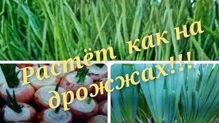 Лук на зелень! Как вырастить  лук на перо дома на подоконнике. Супер простой и удобный способ!