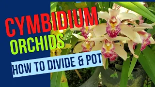 How to divide and pot Cymbidium orchids || Orchid care for beginners ||