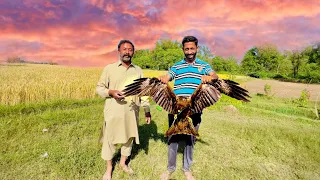 Eagle Ka Shikar 🦅🦅🦅 | How To Catch A kite