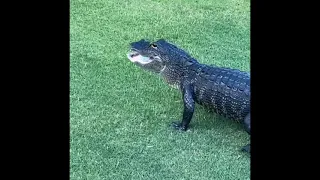 Watch as an alligator snatches a golf ball of the green at Ormond Beach's Plantation Bay Golf Club