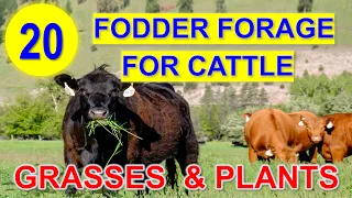 20 Best Source of Fodder for Cattle | Forage Grasses and Plants | Kumpay sa Baka