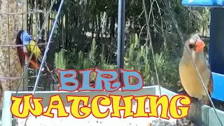 Female Cardinal Pair of Painting Bunting Wildlife Live TV Bird Feeder Cam LIVE BIRDWATCHING Birding