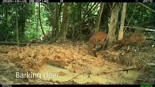 MY-Nature Story: Gerik Ecological Viaduct - A safe passage for wildlife