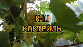Виноград кишмиш Коктейль
