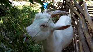 Белый Козлик, красивое животное, козел кушает, видео 2017