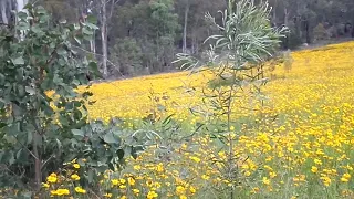 Wild flowers at Amiens (Qld)