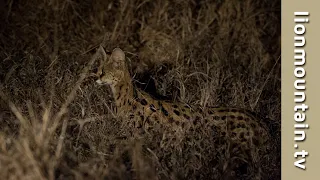 Elusive Serval cat hunting at night.