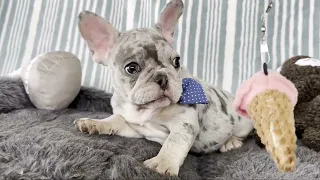 Ace | Blue Merle & Tan French Bulldog Male | The Unique