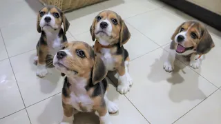 Beagle Pups Sit Down for a Treat!