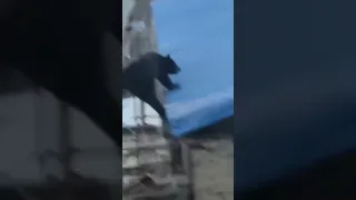 Нападение медведя