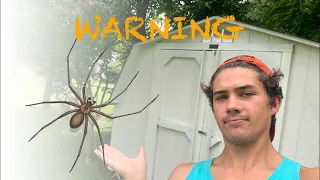 Identifying the Brown Recluse Spider Infestation - Example and Treatment