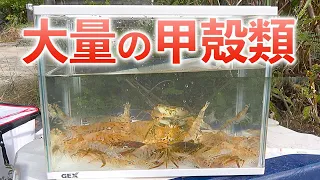 大量の甲殻類を泳がせて100％チヌを釣る！？【冬のチヌ釣り前編】