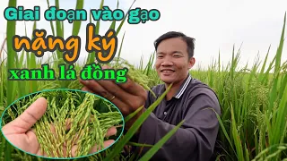 Giai đoạn phun thuốc VÀO GẠO NẶNG KÝ XANH LÁ ĐỒNG #92 l thanhdotv