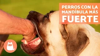 Los perros con la mandíbula más fuerte