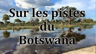 Sur les pistes du Botswana